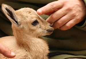 Raising Goats for Farm-Fresh Dairy